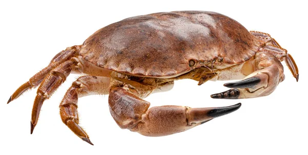 Crab Isolated White Background Clipping Path — Stock Photo, Image