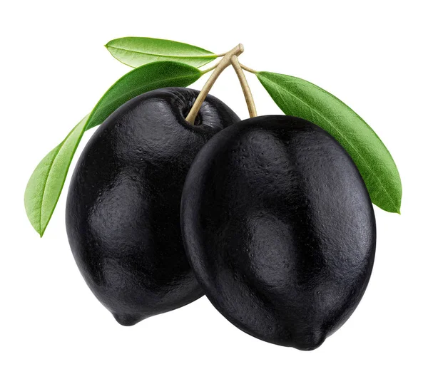 Schwarze Oliven Auf Zweig Mit Isolierten Blättern Auf Weißem Hintergrund — Stockfoto