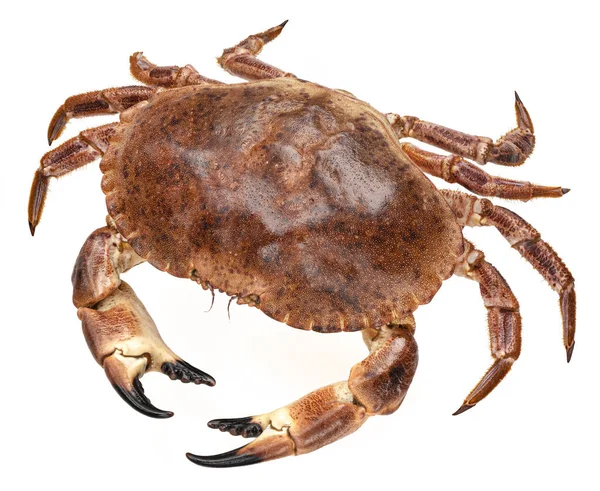 Crab Isolated White Background Clipping Path Top View — Stock Photo, Image
