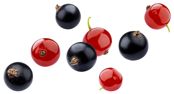 Fallande Svarta Och Röda Vinbär Isolerad Vit Bakgrund Med Klippbana — Stockfoto