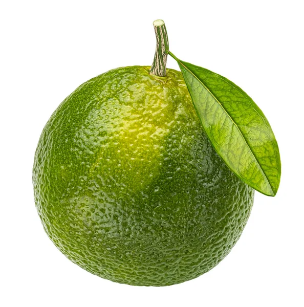 Hel Lime Citrus Frukt Isolerad Vit Bakgrund Med Klippning Väg — Stockfoto
