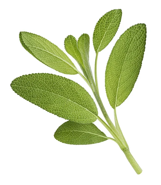 Salvia Ört Kvist Isolerad Vit Bakgrund Med Klippning Väg Salvia — Stockfoto