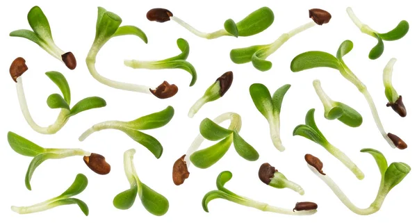 Unga Mikrogröna Blad Färska Broccoli Groddar Isolerad Vit Bakgrund Med — Stockfoto