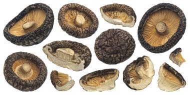 Kurumuş şitake mantarları beyaz arka planda izole edilmiş, tam derinlikte.