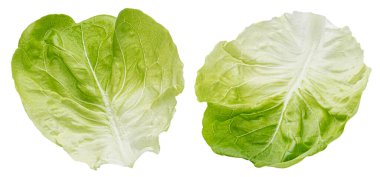 Beyaz arkaplanda izole edilmiş buzdağı marulu yaprakları, tam derinlik