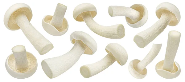 Shimeji Mushroom Collection White Beech Mushrooms Isolated White Background Clipping — Stock Photo, Image