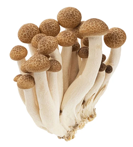 Shimeji Mushroom Bunch Brown Beech Mushrooms Isolated White Background Clipping — Stock Photo, Image
