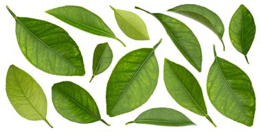 Citrus, beyaz arkaplanda tam derinlikte izole bir koleksiyon bırakır