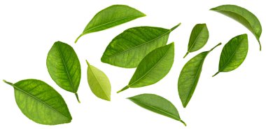 Düşen turunçgil yaprakları koleksiyonu beyaz arkaplanda izole edilmiş, tam derinlikte