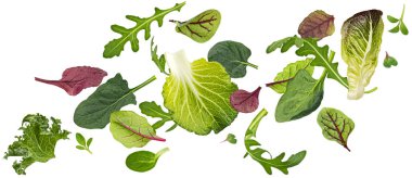 Salata yaprakları yalıtılmış, düşen yeşil salata roka, marul, pazı, ıspanak ve pancar yapraklarını beyaz arka planda karıştırır.