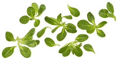 Taze kuzu salatası, mısır salatası yaprakları beyaz arka planda kırpma yolu ile izole edilmiş.