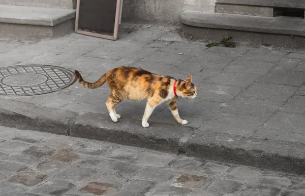 Самотній Триколорний Кіт Вулиці Домашня Кішка Комірі Гуляє Місту — стокове фото