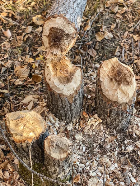 Tree Trunk Cut Axe — Stock Photo, Image