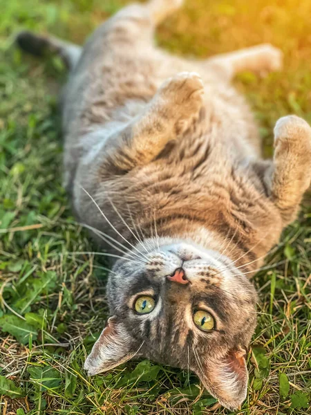 Graue Katze Liegt Auf Gras — Stockfoto