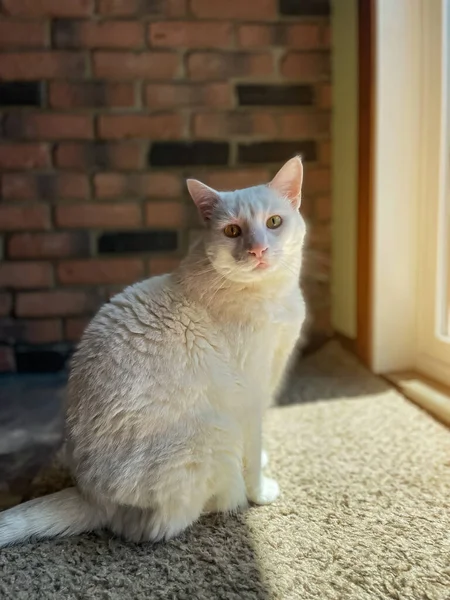 Белая Кошка Сидит Подоконнике Лучах Солнца — стоковое фото