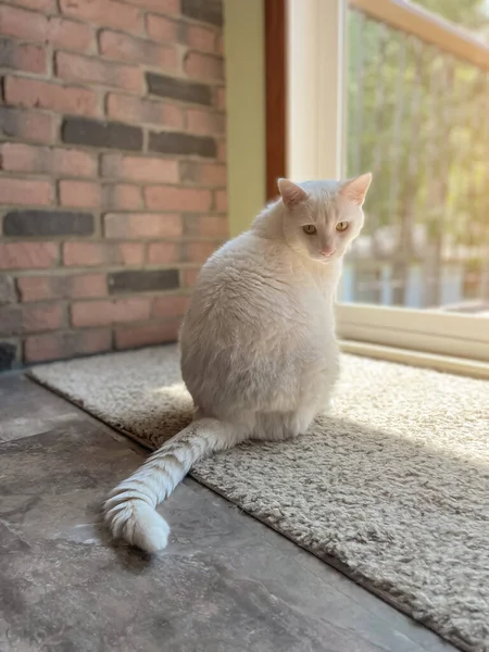 Белая Кошка Сидит Подоконнике Лучах Солнца — стоковое фото