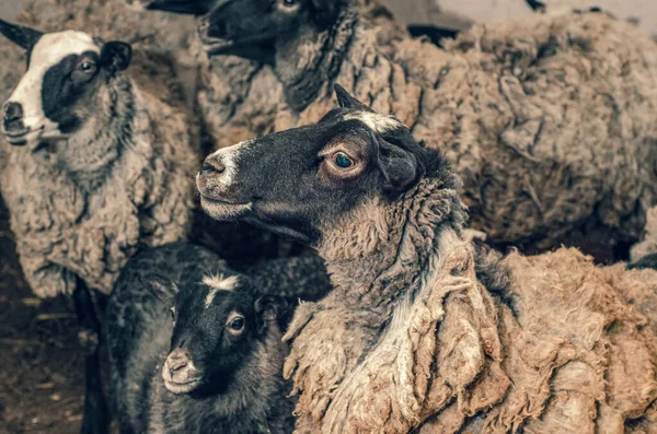 农场里健康 纯种的羊 — 图库照片