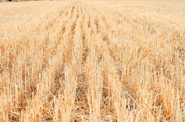 Rows Stubble Harvested Wheat Field Shallow — Stock Photo, Image