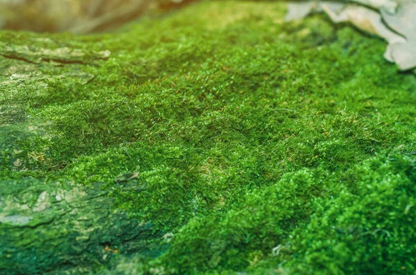 用颜色稳定的苔藓制成的现代环保装饰 设计和文本的自然背景 — 图库照片