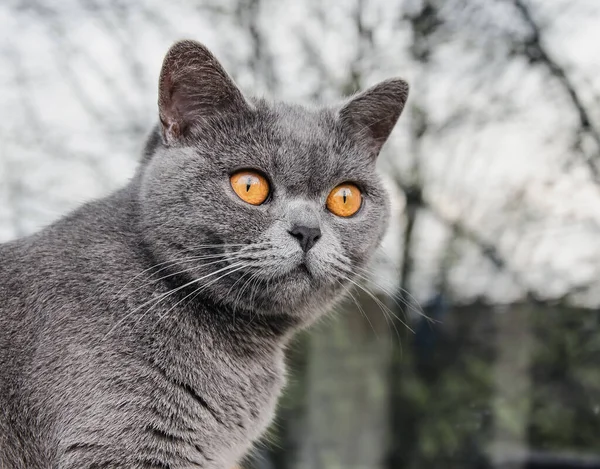 영국짧은 고양이 고양이 고양이 — 스톡 사진