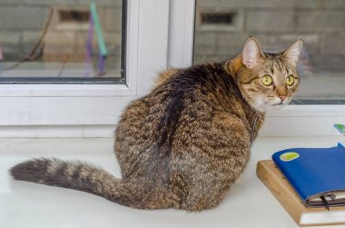 A domestic cat sitting on window sill looking into camera
