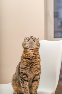 Striped cat looks up on white background.