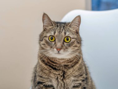 Portrait of a pet striped cat, close-up, looking at the camera.