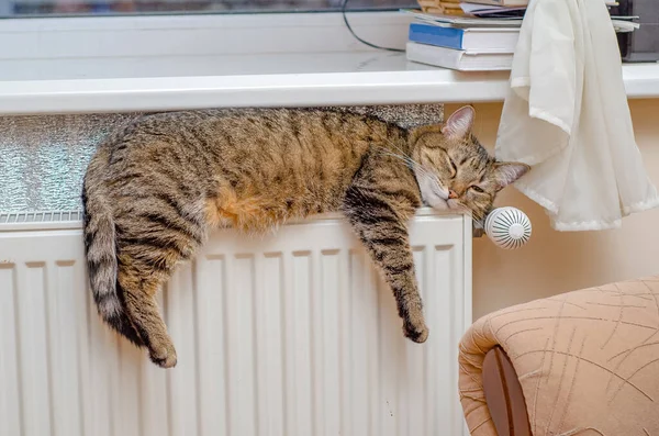 Home striped cat lies on the radiator.