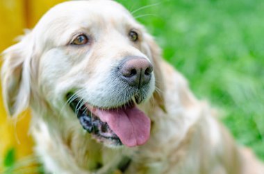 Cute beige labrador dog is sitting in green grass in park. Funny animals.