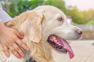 Profile of large white dog. Labrador, long ears, big nose, red tongue. Female hands hug beloved pet.