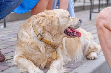 Fluffy blond Labrador dog lies on cobblestones. Walk with  pet in park.