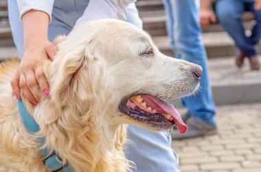 Head of white fluffy dog close-up from side. Woman's hand near dog's collar. Walking pets.
