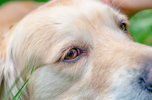 Sad eyes on face of large dog close-up. Melancholy dog. Emotions of animals.