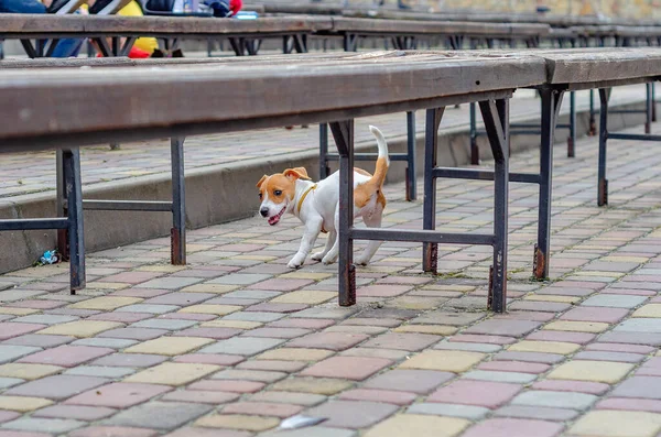 Small dog barks in city, running on cobblestones. Social problems.