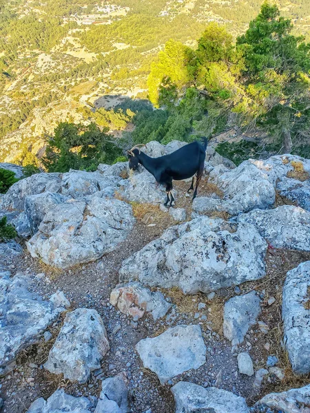 Mountain goat on high rock