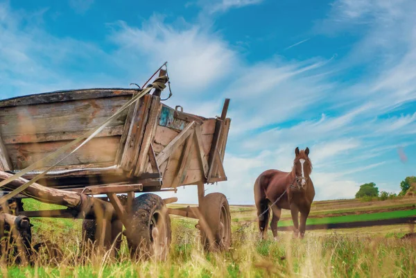 stock image A horse in the village grazes on pasture, a wooden cart