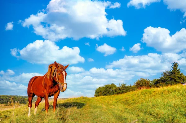 Kırsal alanda evcil at