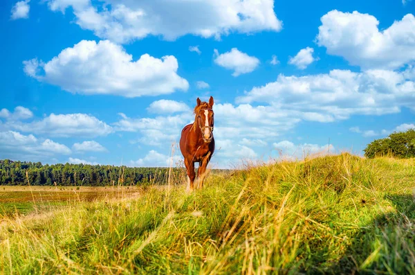 Köydeki mavi gökyüzünün altındaki çayır tepesinde kahverengi at.