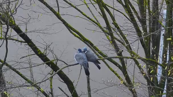 两只鸽子坐在树枝上 树枝在风中飞舞 — 图库视频影像