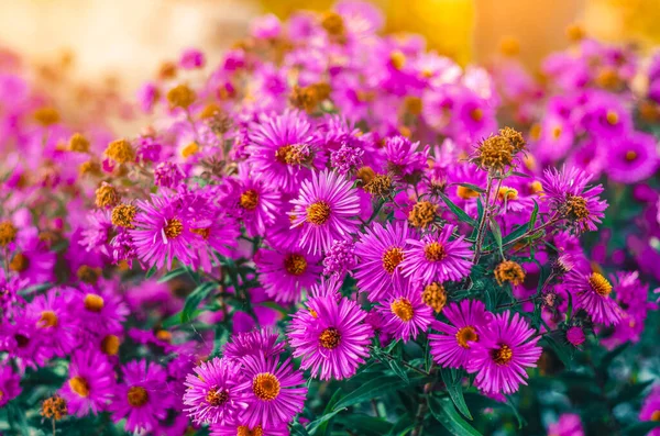 Purple Aster Flowers Photo Close Inflorescences Autumn Flowers — Stock Photo, Image