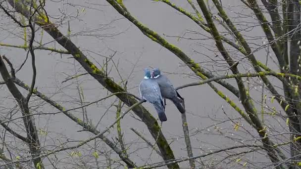 几只普通的木鸽坐在树枝上 — 图库视频影像
