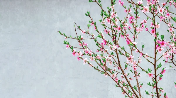 粉红色的樱花开在灰色背景的春树上 — 图库照片