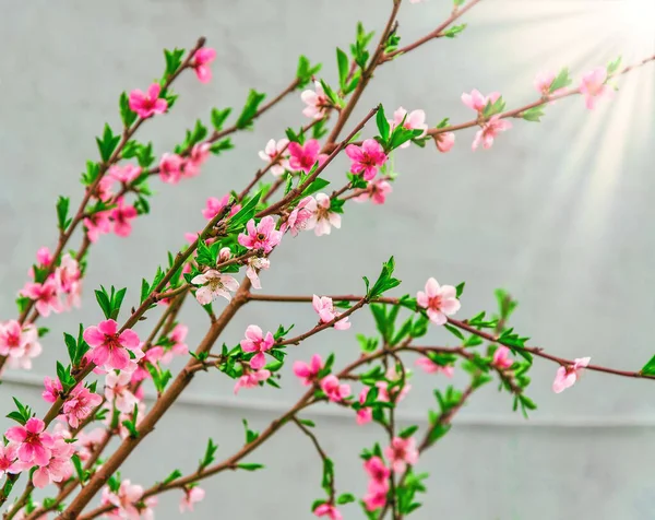 Bright Cherry Blossoms Spring Sun Cherry Blossoms — Stock Photo, Image