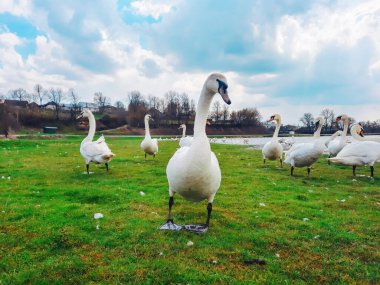 Kıyıdaki küçük gölde beyaz kuğular.