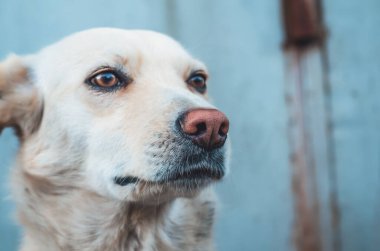 Beyaz bir sokak köpeği portresi. Şaşırmış görünüyorsun..