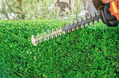 Bahçe benzin makası, budama yeşil çalı, çit. Bahçede çalışıyorum..