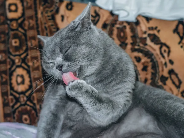 Graue Schottische Katze Leckt Pfote Haus — Stockfoto