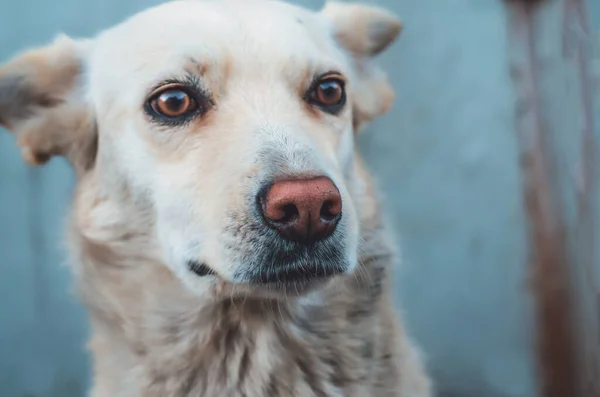 Beyaz Bir Sokak Köpeği Portresi Şaşırmış Görünüyorsun — Stok fotoğraf