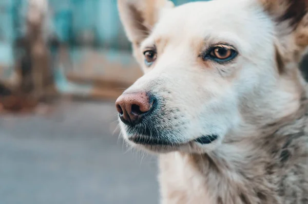 Beyaz Bir Sokak Köpeği Portresi Şaşırmış Görünüyorsun — Stok fotoğraf