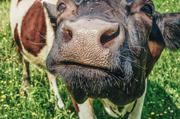 Nariz Vaca Perto Vaca Olhando Para Câmera — Fotografia de Stock
